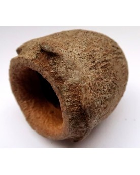 Paradise Nut decoration naturelle 6-8 cm