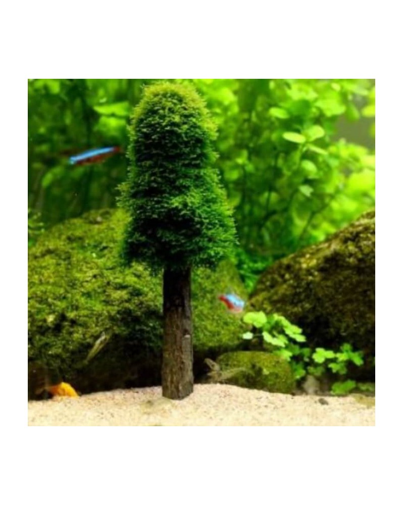 Support pour mousses en forme arbre