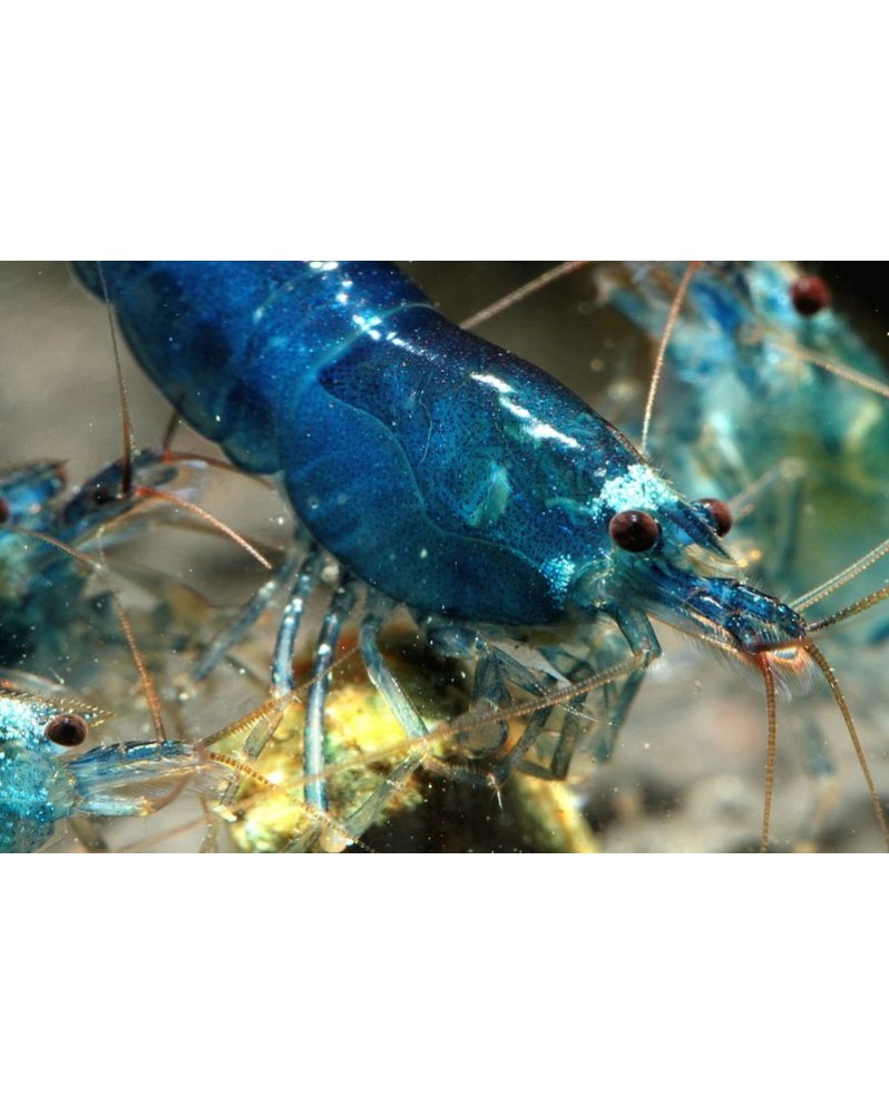 Poster A5 Trifasciata Blue - visuel produit