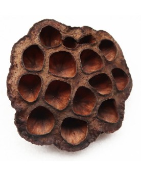 Cosses de lotus pour aquarium de crevettes
