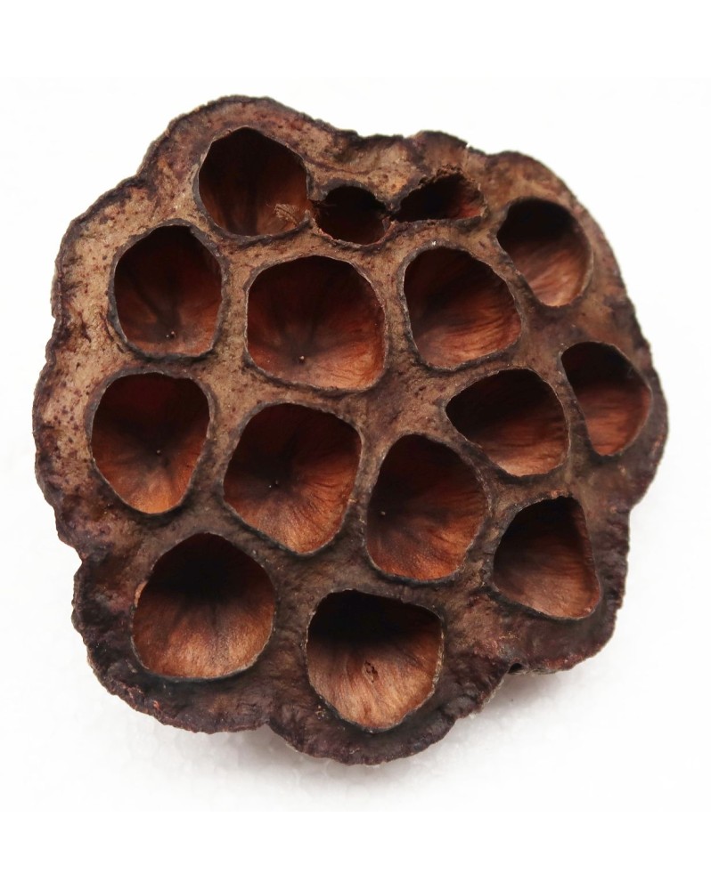 Cosses de lotus pour aquarium de crevettes