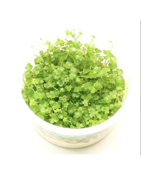 Hydrocotyle tripartita Mini - feuilles 1 cm