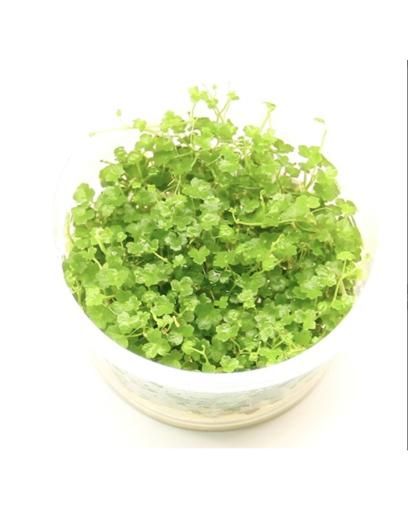 Hydrocotyle tripartita Mini - feuilles 1 cm
