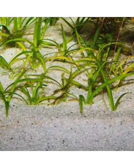 Substrat clair avec petites pierres noires
