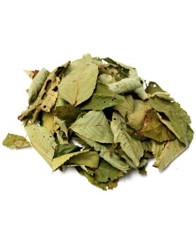 Feuilles de Cerisier Sauvage x30