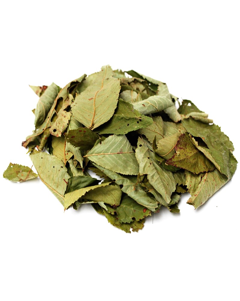 Feuilles de cerisier sauvage pour crevettes