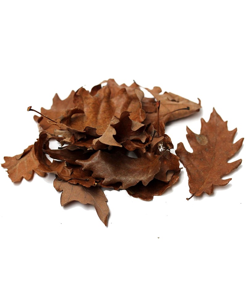 Feuilles de chene pour crevettes d eau douce