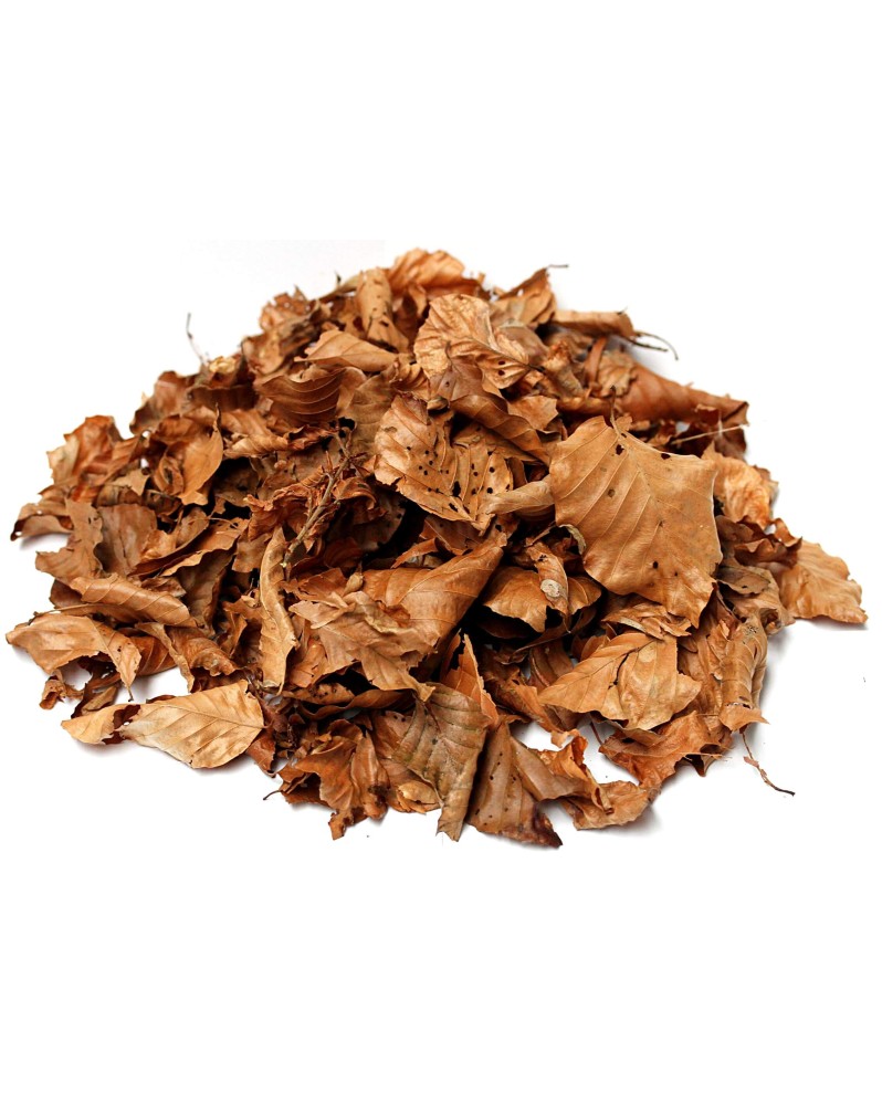 Feuilles de hetre sechees pour crevettes eau douce
