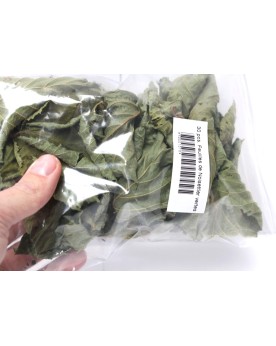 Feuilles de Noisetier pour crevettes - nourriture durable