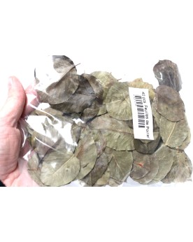 Feuilles de poirier pour crevettes - nourriture naturelle