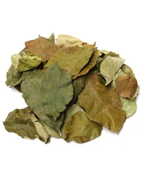 Feuilles de Pommier x30