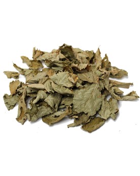 Feuilles de Prunier x30