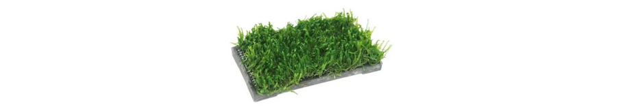 Supports de Mousses & Épiphytes | Murs et Tapis Végétaux