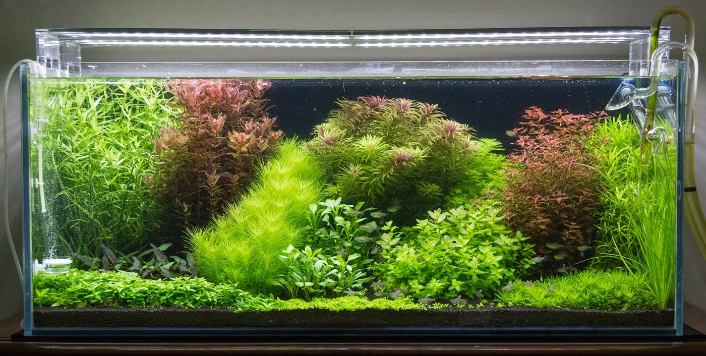 Plantes à tiges pour aquarium planté — Rotala, Ludwigia rouge et Hygrophila en arrière-plan Plantes tiges aquarium - Rotala Ludwigia rouge Hygrophila Bacopa arrière plan aquascaping