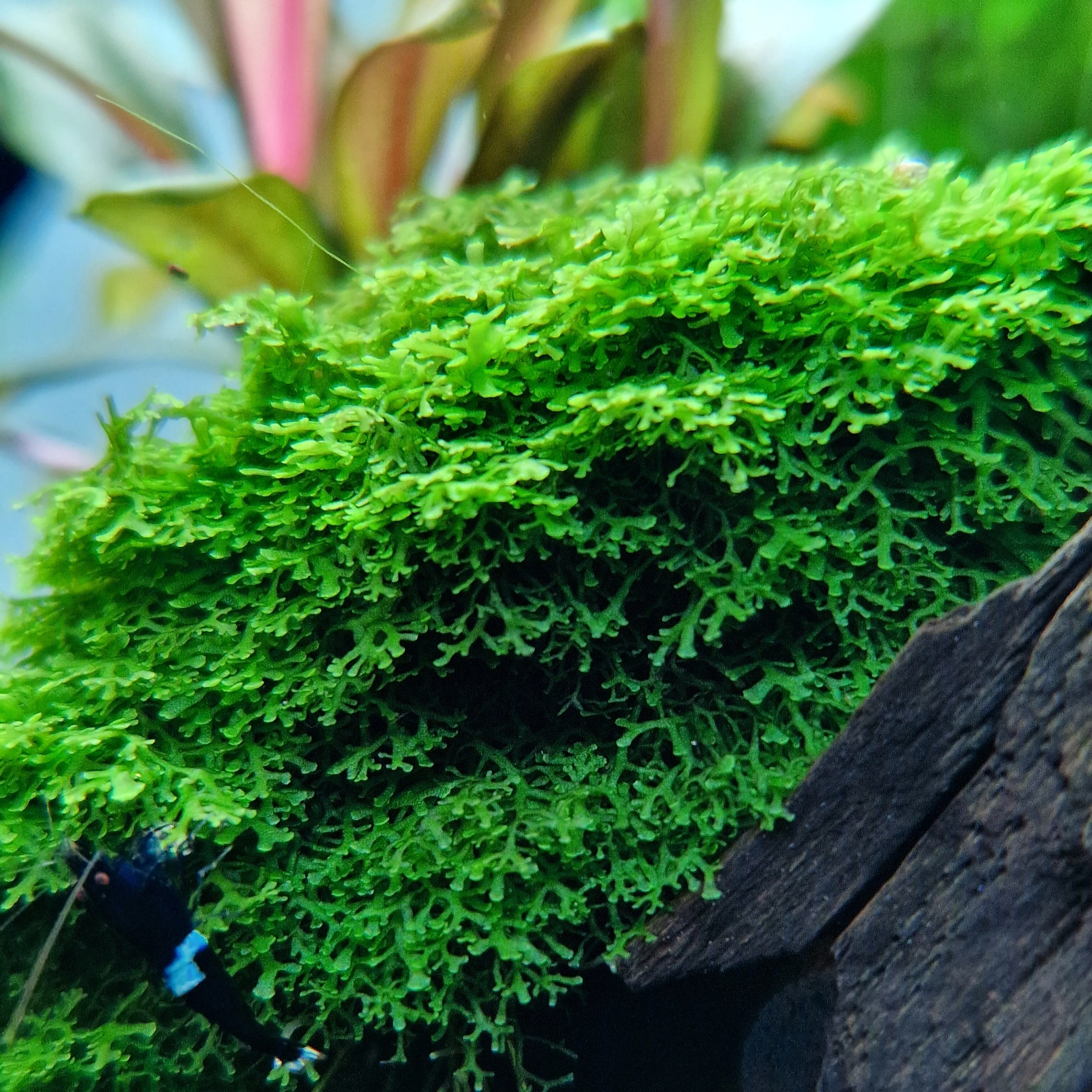 Fissidens Riccardia mousses fines aquascaping - mousse délicate hardscape aquarium haut de gamme