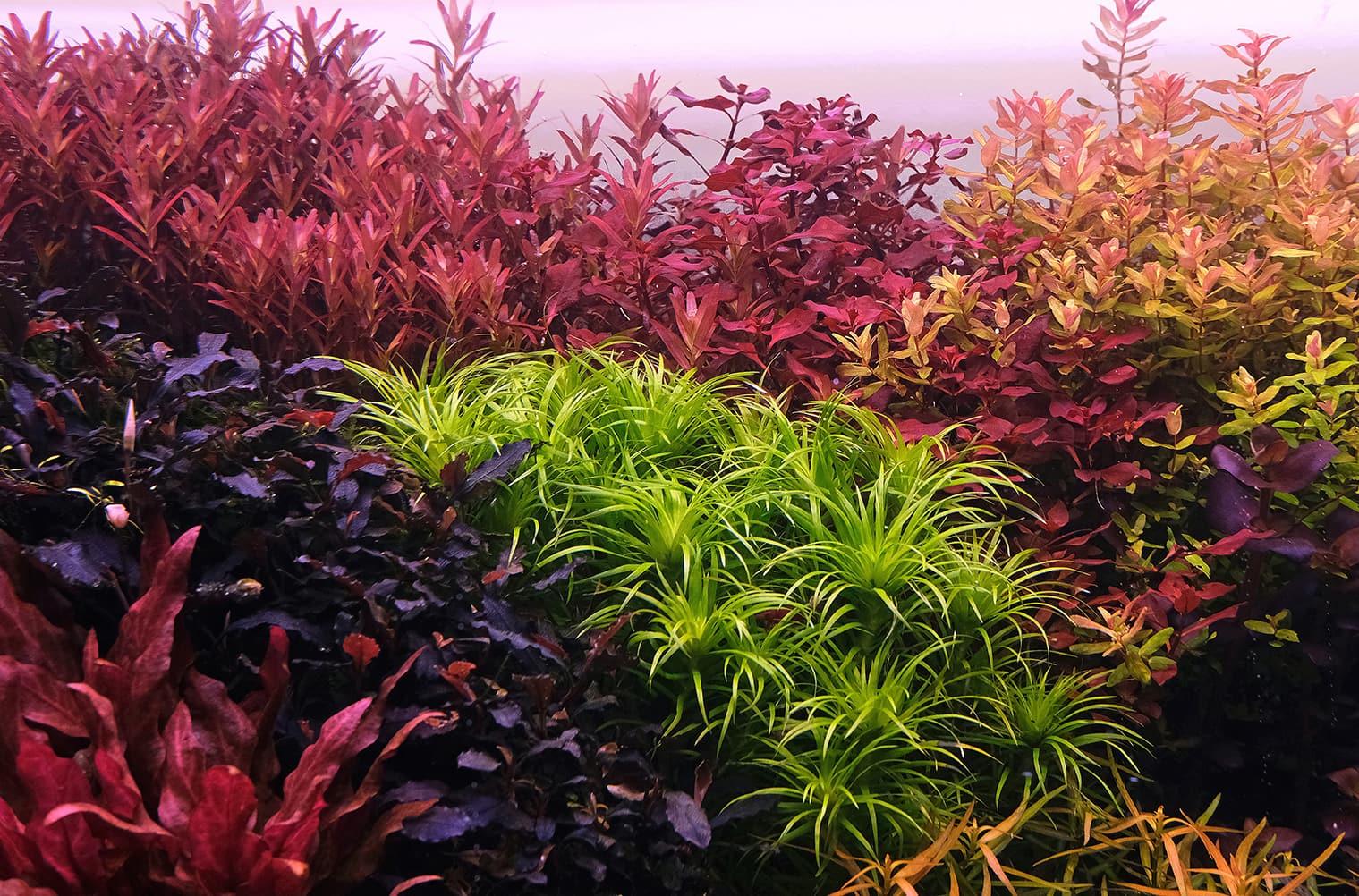 Plantes à tiges rouges pour aquarium planté — Rotala rotundifolia et Ludwigia repens en arrière-plan Plantes tiges rouges aquarium - Rotala Ludwigia arrière plan aquascaping couleur intense