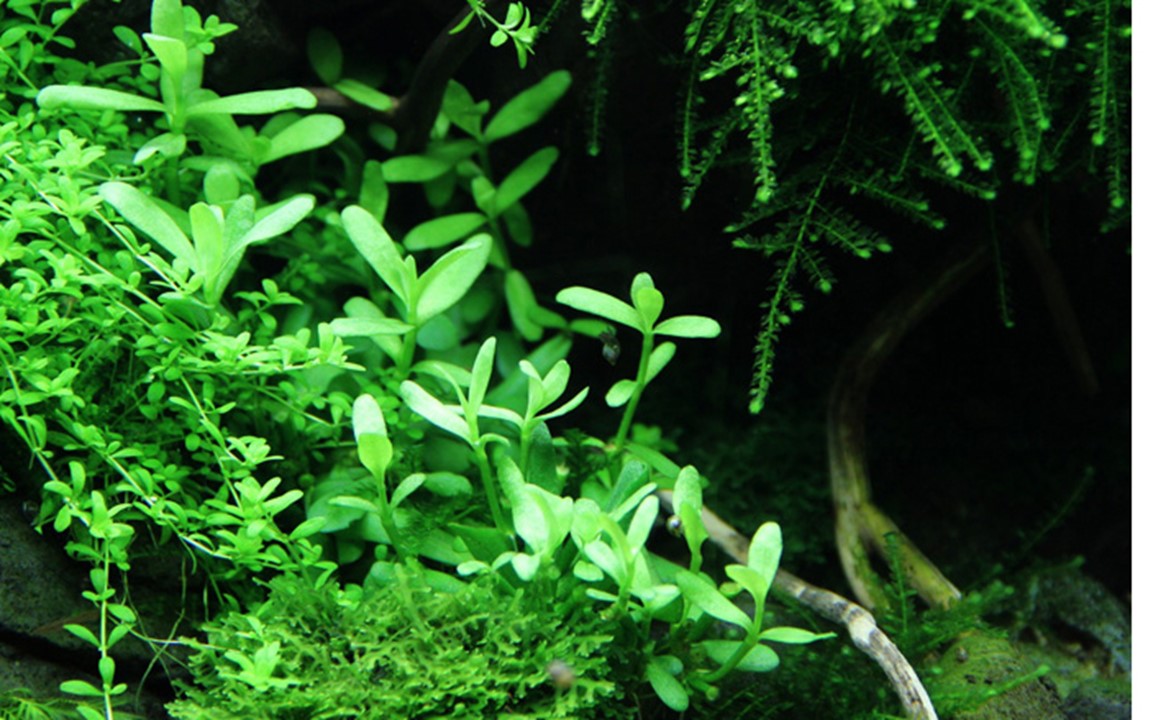 Hygrophila, Limnophila et Bacopa — plantes à tiges polyvalentes pour arrière-plan aquarium planté Hygrophila Limnophila Bacopa plantes tiges arrière plan aquarium - plantation boutures entretien