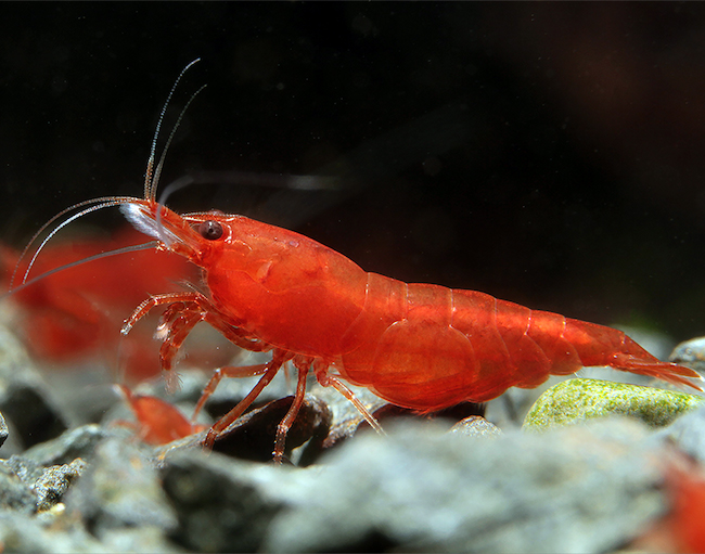 Bloody Mary Bien Acclimater ses crevettes