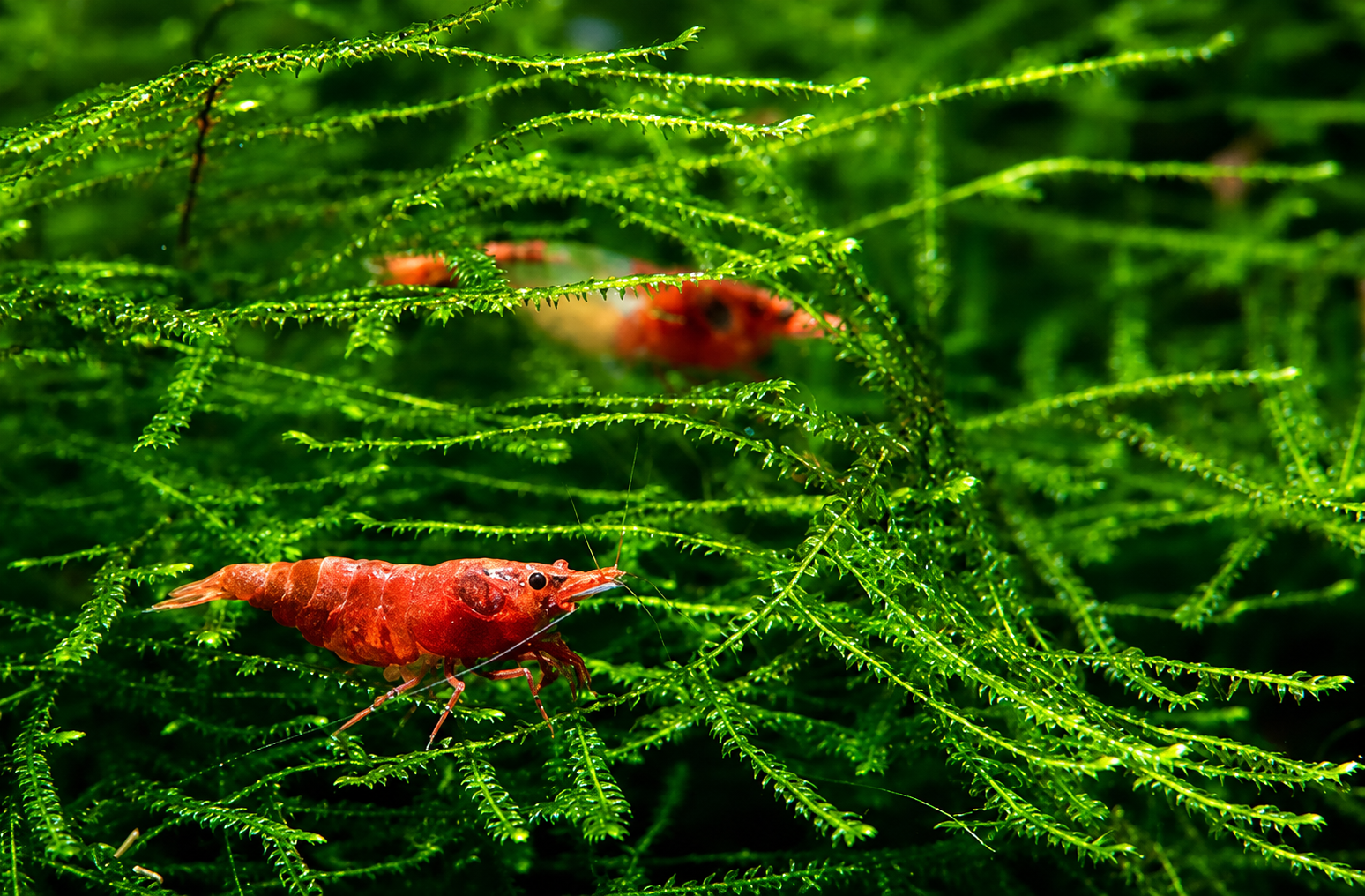Mousse de Java aquarium crevettes - Java Moss Taxiphyllum sur racine hardscape refuge juvéniles