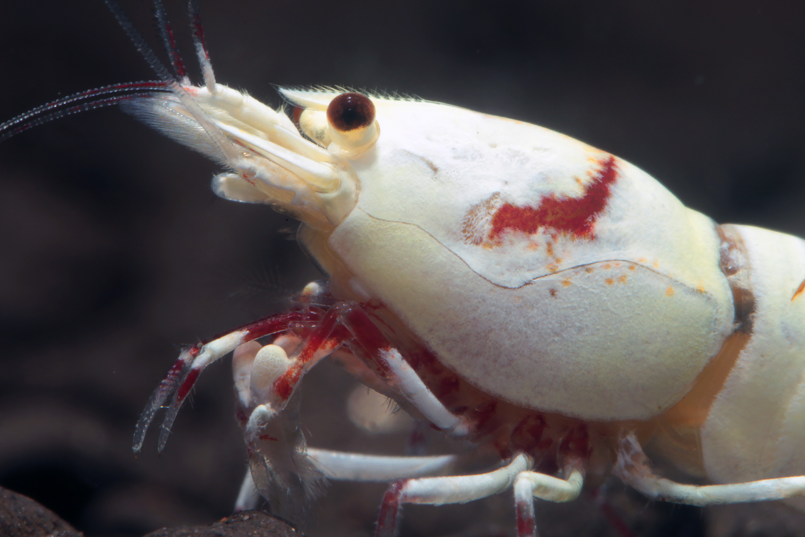 Bloody Mary Bien Acclimater ses crevettes