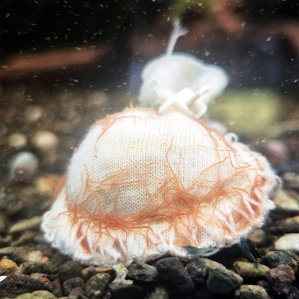 Kallax Ball avec microfaune - microvers cyclopes biofilm Lubao bag crevettes aquarium survie juvéniles