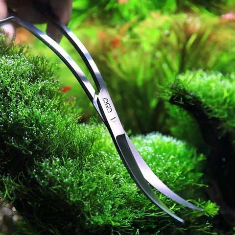 Taille plantes second plan aquarium - ciseaux aquascaping Staurogyne buissons entretien