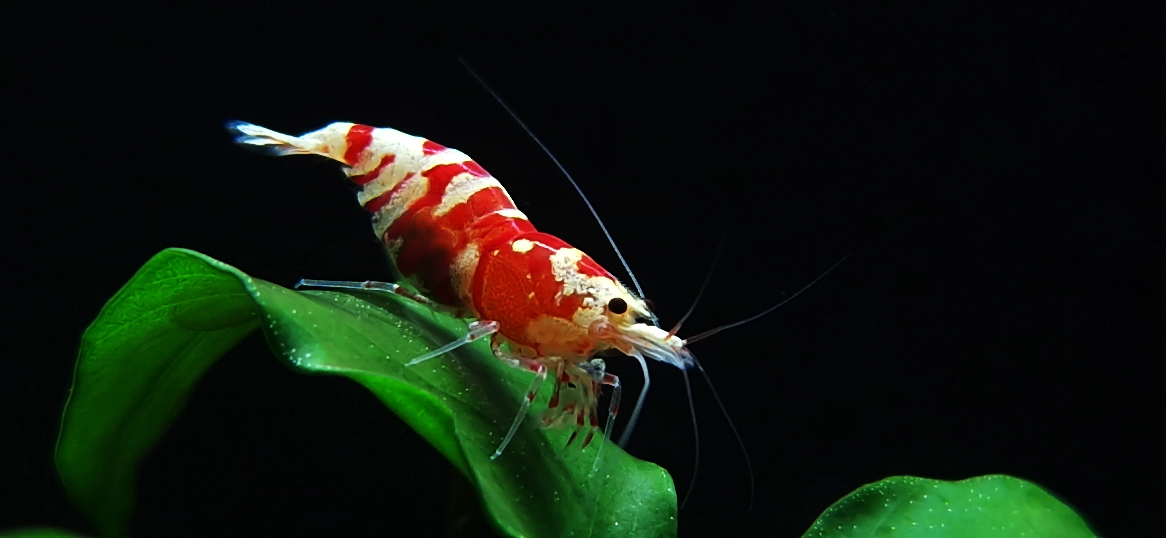 Crevettes Caridina aquarium planté plantes in vitro sans pesticides - Crystal Red Blue Bolt Crystal Black