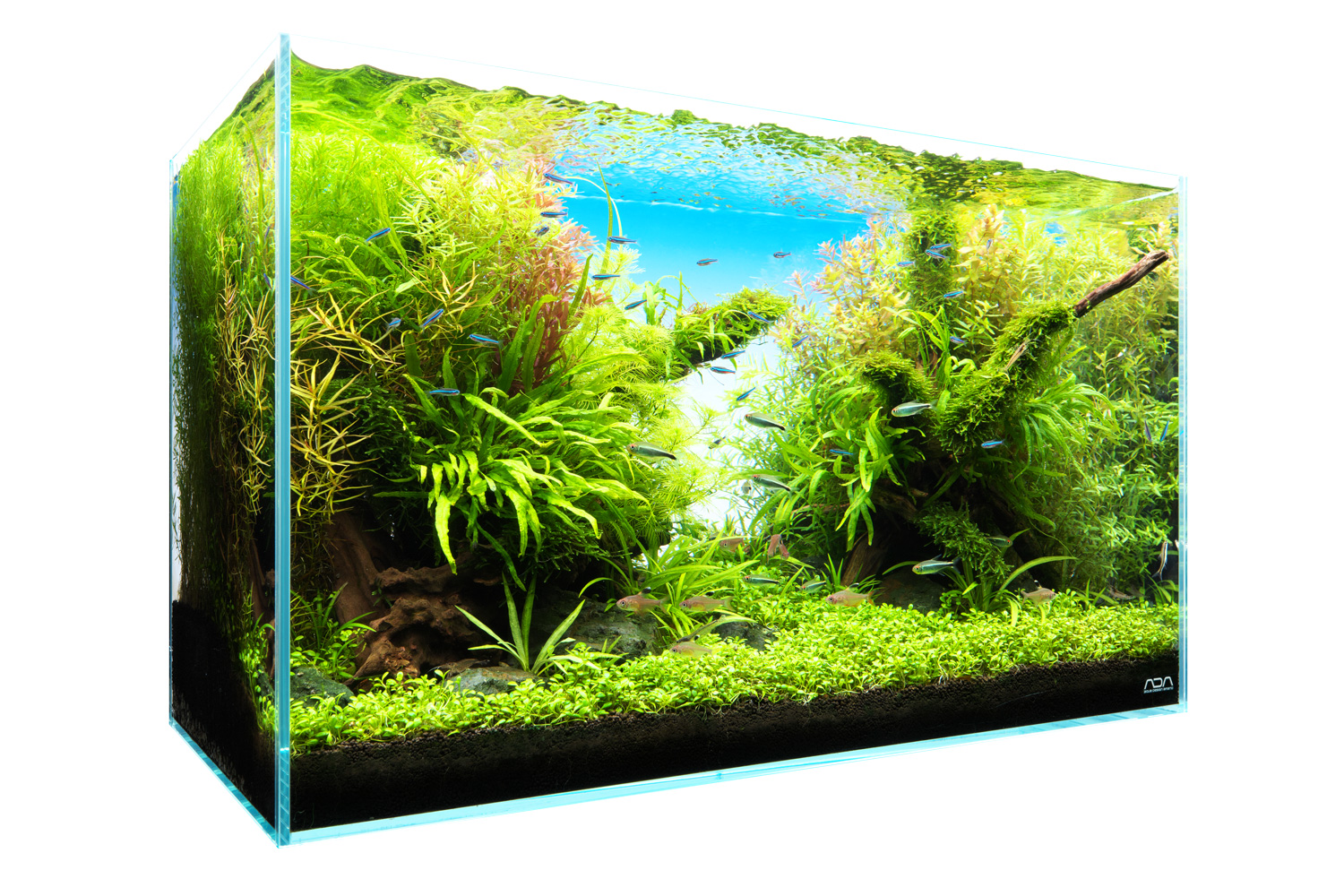 Aquariums d'eau douce — cuves nues, kits complets et nano aquariums pour crevettes et aquascaping Aquariums eau douce - cuve nue kit complet nano aquarium verre ultra-clear crevettes aquascaping
