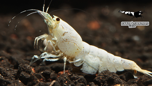 Les Crevettes
