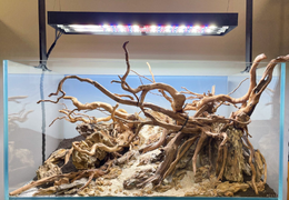 La Réalisation du Hardscape : bien débuter son projet Aquascaping