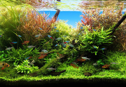 Les différents types d’Aquascaping