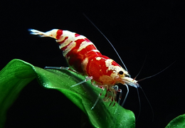 Guide d'élevage de Crevettes d'Aquarium