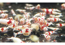 Stick, poudre, soft… Quelle nourriture choisir pour vos crevettes ?