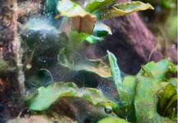 Comprendre, identifier et éliminer les Algues en Aquarium, le guide complet!